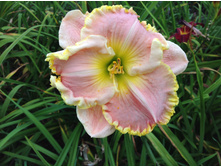 �������� ������