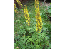 ��������� �������������