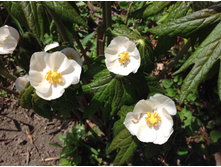 �������� �����