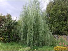 ��� ��������