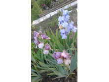 ������ ������� keeping up appearances � tiro mancino bianco.jpg