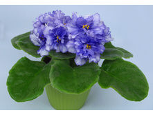 ����-�������� �����.jpg