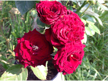 ���� �������