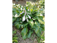 IMG 20210816 140750.jpg