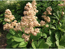 ��������� ��������������