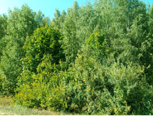 20210828 �300 ��������� 130451.jpg