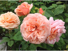 ������ �����