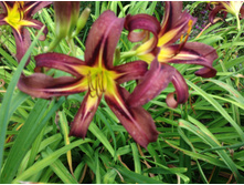 ���� ��������