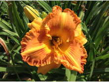 ����� ������