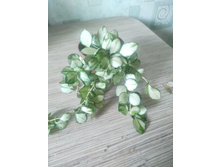 ���� heuschkeliana variegated.
