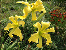 I�������� ��� ������