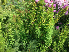 �������� ����