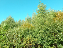 20210828 �300 ��������� 130809.jpg