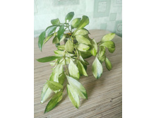hoya walliniana variegata.