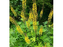 ��������� ������������� ���������� ���� -  200 ���.   ����� 2-3 ��.