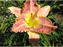 ������ ������