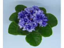 ����-�������� ����� 1.jpg