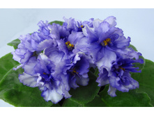 ����-�������� ����� 2.jpg