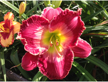 �������� Dale Hensley