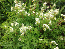 �������� �����