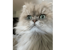 �p����� �����������