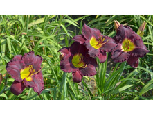 �������� ���� ������