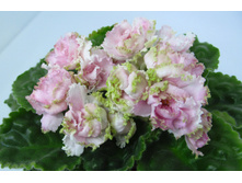 ��-���������� ����2.jpg