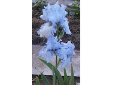 4 Tiro mancino bianco.jpg