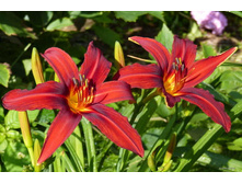 �������� ������� ����� ( Crimson Pirate)- 100 ���.    ����� 3-4 �����!!