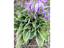 IMG 20210816 141139.jpg