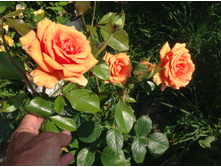 ������ �����