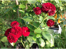 ���� �������