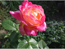 ������� ������ ��������