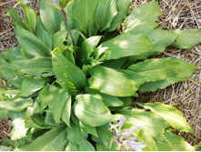 IMG 20210816 141812.jpg