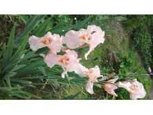 ������� �� ����.jpg