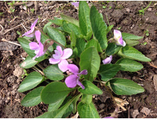 ������ ����