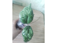 Hoya Vitellina splash.