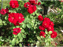 ���� ������