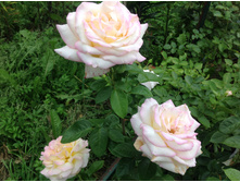 ������ ���