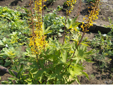 ��������� �������������