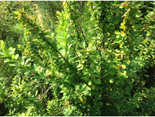 �������� ���� -200 ���.    ����� 2-3 ��.