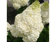 ��������� �. �������� �������