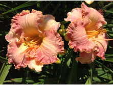 �������� ��������� ����