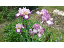 ����� ������� change of pace � lingering love.jpg