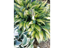 IMG 20210816 141653.jpg