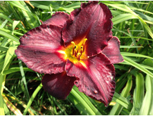 �������� ��� ����