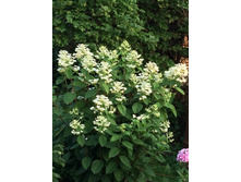 Early Sensation � ����