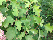 ����������� ��������