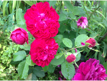 ����� �������