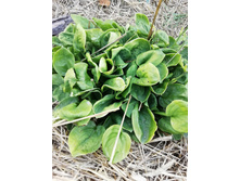 IMG 20210816 141202.jpg